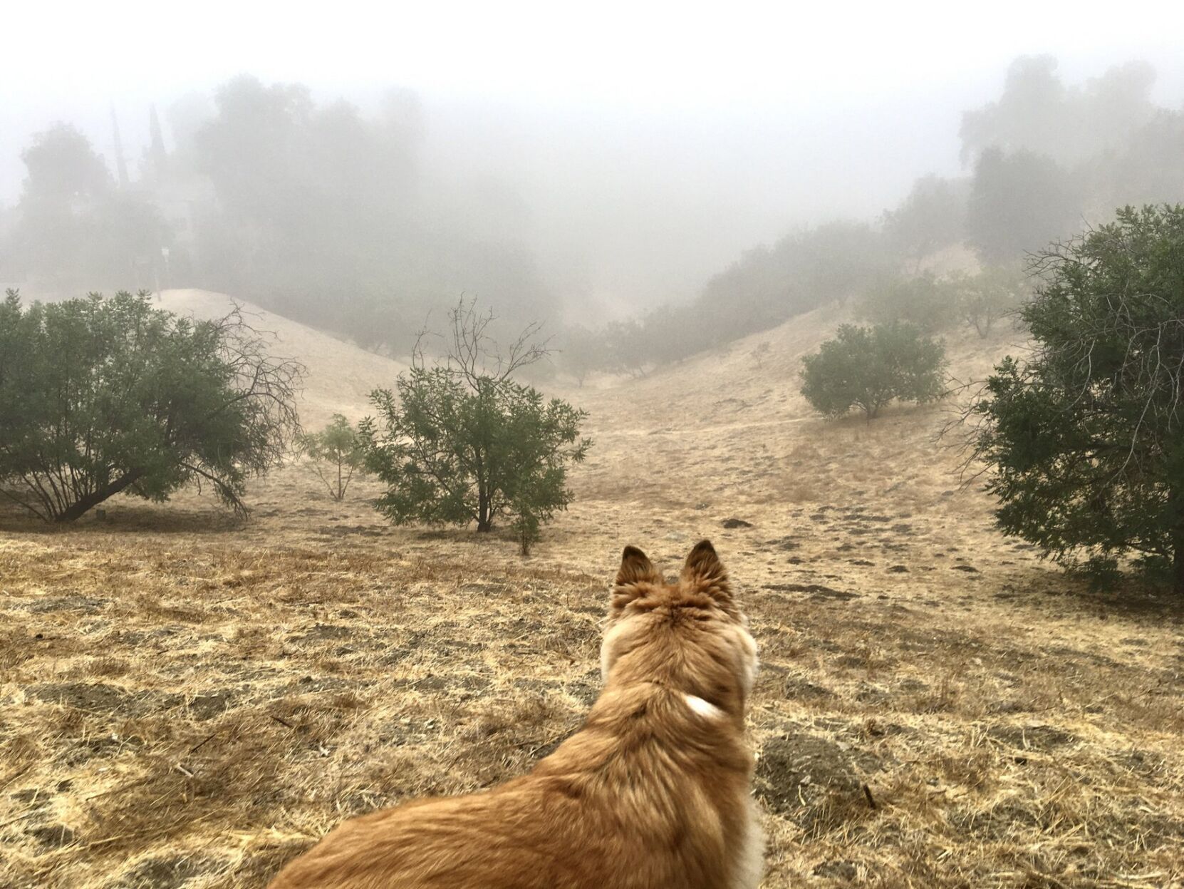 Morning fog over Moon Canyon